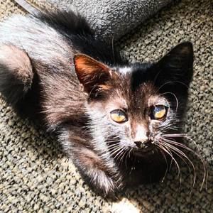 Meet your Posher, Vân